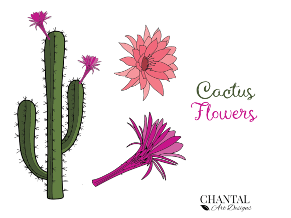 Cactus and Flowers SVG: Graphics & Illustrations