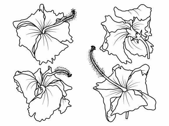 Hibiscus Flowers Sketch Line Art: Graphics & Illustrations