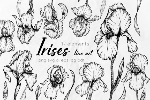 Irises Line Art Vector Collection: Graphics & Illustrations