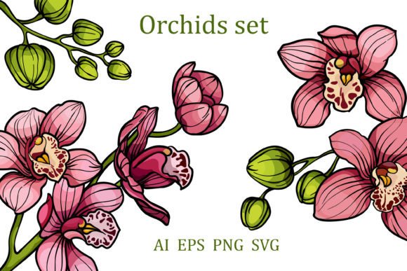 Pink Orchid Clipart: Graphics & Illustrations Review