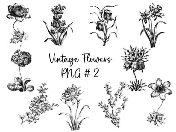 Vintage Flowers PNG 2: Graphics & Freebies Review